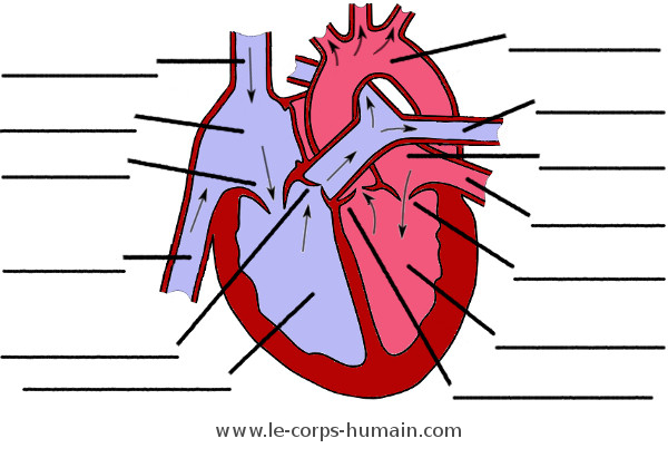 Une image de l'anatomie du cœur