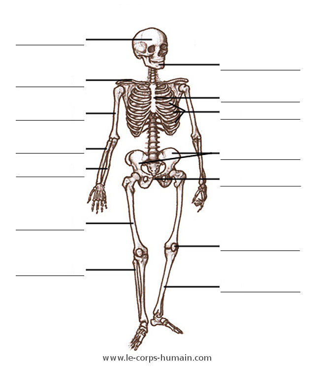 Les os du squelette - image