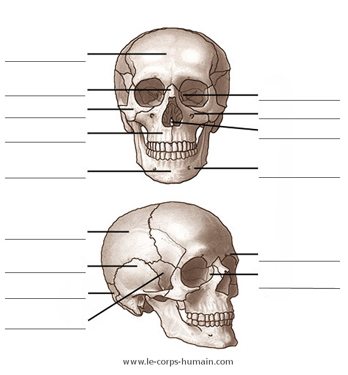 Les os du crâne humain, avant et latéral