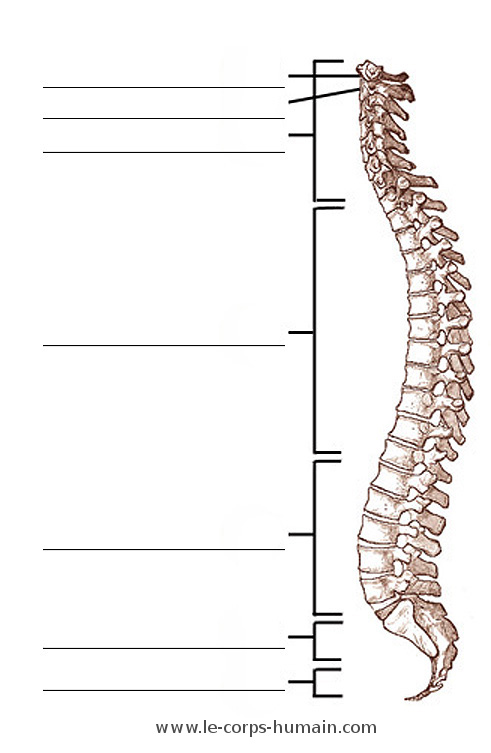 Une image des os de la colonne vertébrale