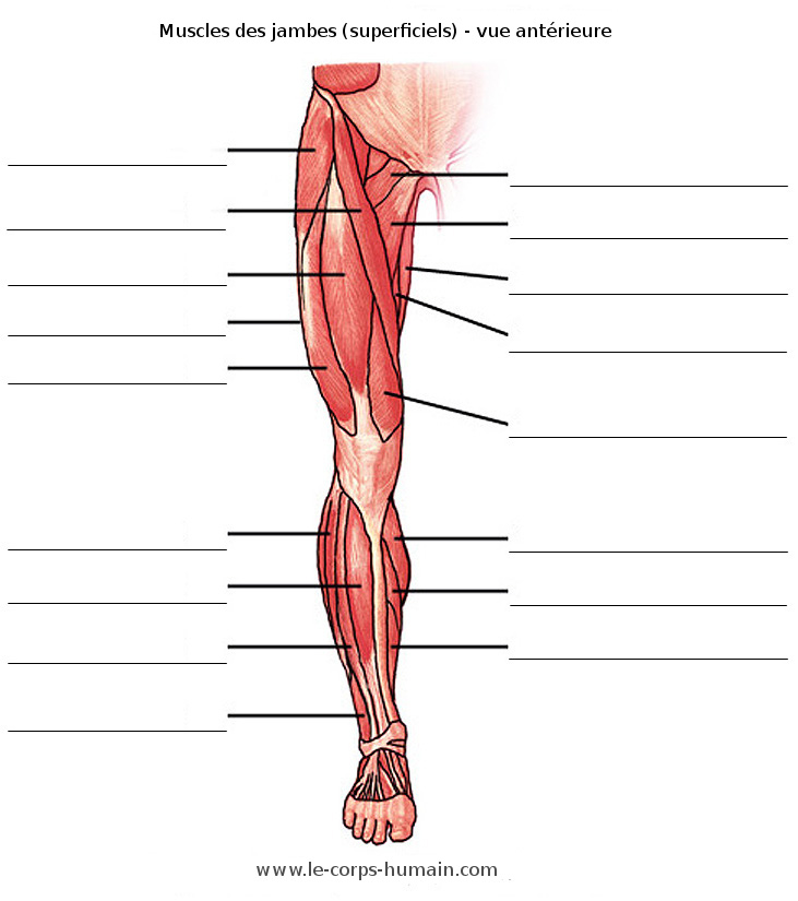 Une image des muscles de la jambe (antérieur)