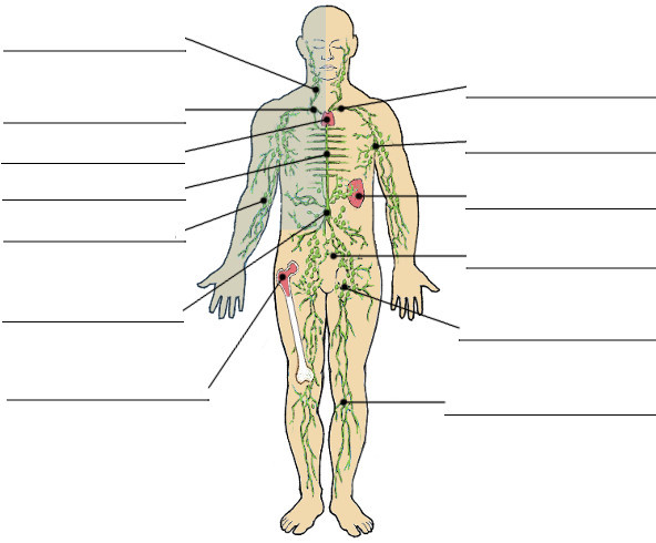 une image du système lymphatique