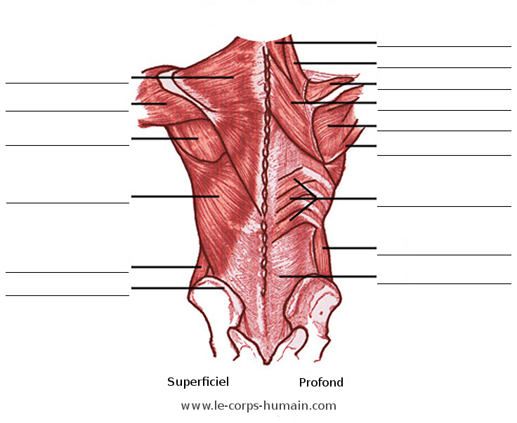 Une image des muscles du torse, vue postérieure
