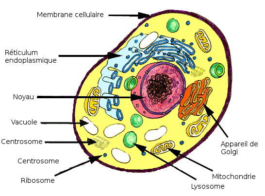 L'anatomie d'une seule cellule eucaryote
