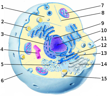Une image de l'anatomie interne d'une cellule eucaryote typiquel