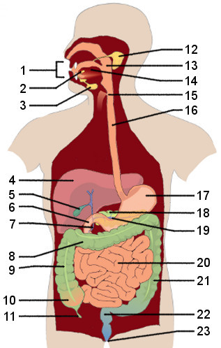 Une image des organes et des parties du système digestif