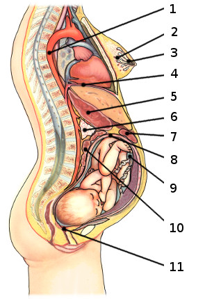 Une image de l'anatomie de la grossesse, étiquetée
