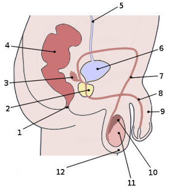 une image étiquetée de l'anatomie du système reproducteur masculin