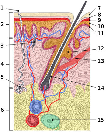 Une image de l'anatomie de la peau (système tégumentaire)