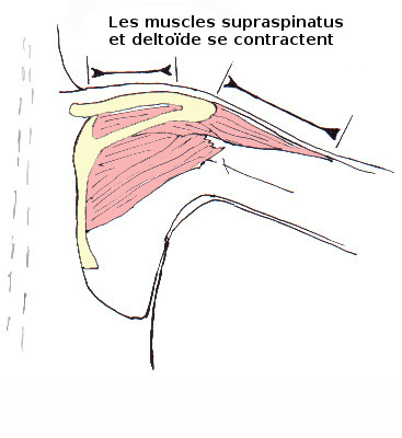 L'action du muscle deltoïde - contracté