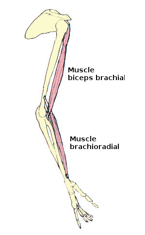 L'action des muscles brachioradialis et biceps brachii - détendue
