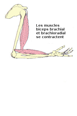 L'action des muscles brachioradialis et biceps brachii - contractée
