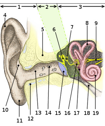 Une image de l'anatomie de l'oreille
