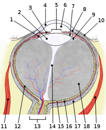 Une image de l'anatomie de l'œil