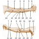 L'anatomie de la surface du bras humain