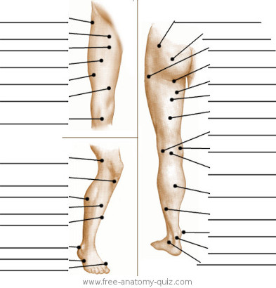 The Surface Anatomy of the Leg Image