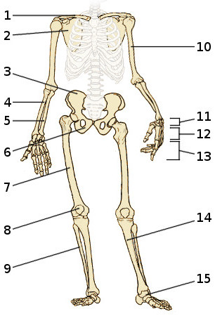 The bones of the appendicular skeleton