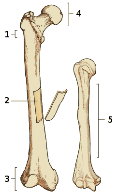 Free Anatomy Quiz - The Anatomy of Bones - Quiz 4