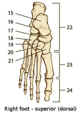 the bones of the foot