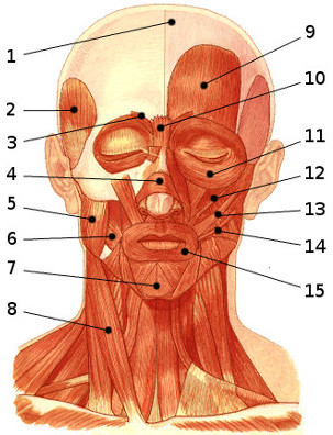 The muscles of the face