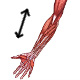 The muscles of the arm, actions