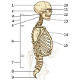 The axial skeleton, side view