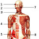 The muscles of the human body, front (anterior) view