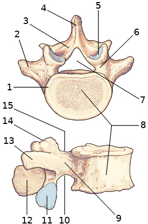 Bones of the human spine