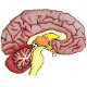 Quizzes on the anatomy of the brain