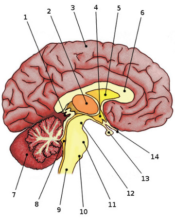 Unlabeled Brain Diagram - Wiring Diagram