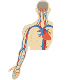 The anatomy and physiology of the cardiovascular system