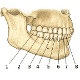 The teeth, dental bones
