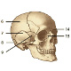 The bones of the human skull