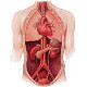 Quizzes on the anatomy of the internal organs