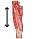 The muscles of the lower limb, actions