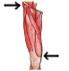 The muscles of the lower limb, origins and insertions