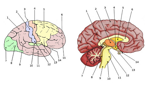 Free Anatomy Quiz - The anatomy of the Brain, Quiz 1