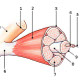 Free Anatomy Quiz - The Muscular System Section