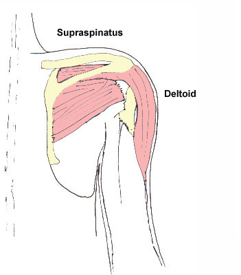 The action of the deltoid - relaxed