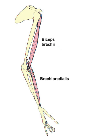 The action of the brachioradialis and the biceps brachii - relaxed