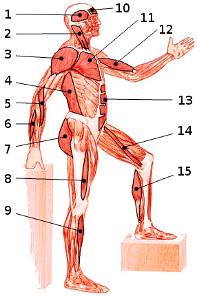 Free Anatomy Quiz The Muscles Of The Whole Body Locations Quiz 4 Side View