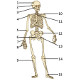 The human skeleton, front view