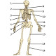 The human skeleton, back view