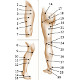 The surface anatomy of the human leg