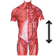The muscles of the human torso, actions