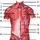 The muscles of the human torso, front view