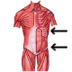 The muscles of the human torso, origins and insertions