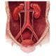 The anatomy and physiology of the urinary system
