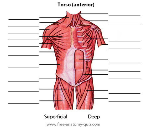 the muscles of the torso, anterior