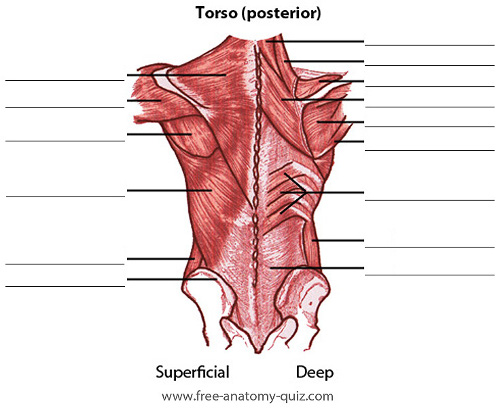 the muscles of the torso, posterior